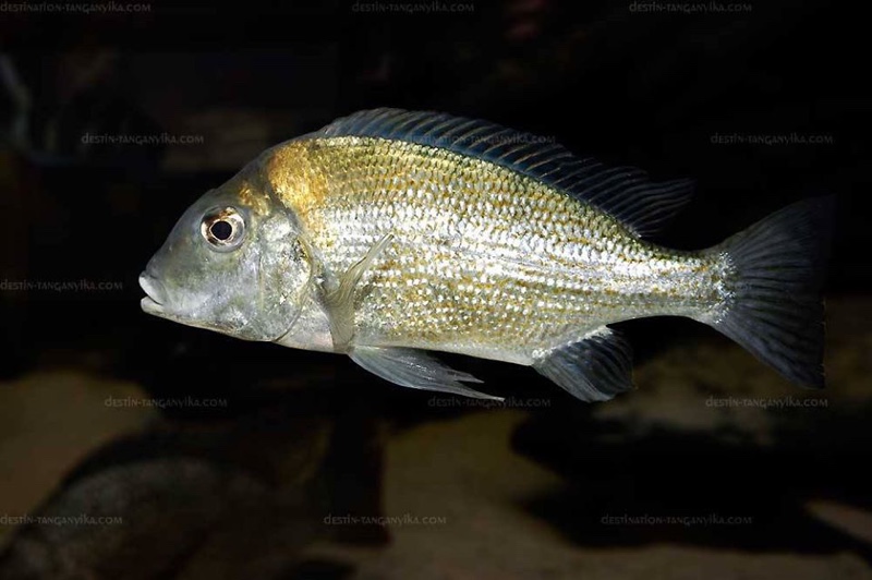 Tylochromis polylepis